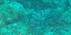 Mycteroperca bonaci