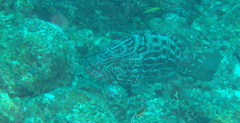 Mycteroperca bonaci