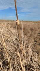 Typha domingensis