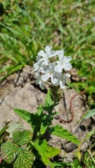 Glandularia platensis