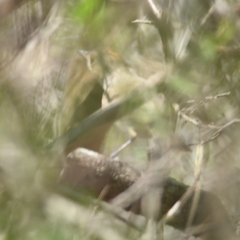 Euscarthmus meloryphus