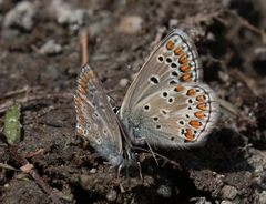 Aricia artaxerxes