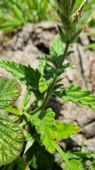 Glandularia platensis