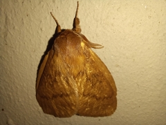 Phyllalia thunbergii