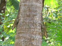 Tamiops mcclellandii