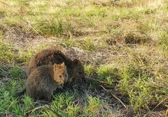 Setonix brachyurus
