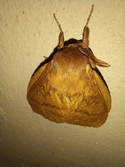Phyllalia thunbergii