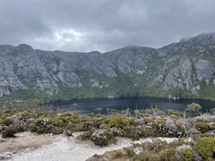 Leptospermum scoparium
