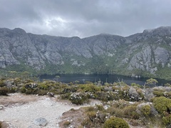 Leptospermum scoparium
