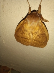 Phyllalia thunbergii