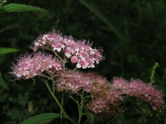 Spiraea splendens