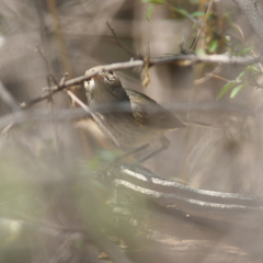 Euscarthmus meloryphus