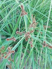 Cyperus planifolius