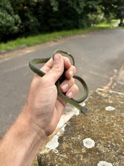 Philothamnus semivariegatus