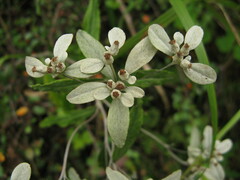 Leontopodium