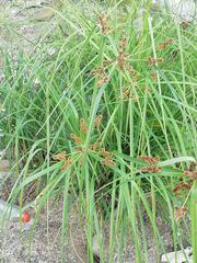 Cyperus planifolius