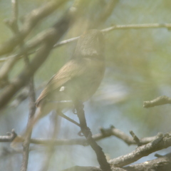 Euscarthmus meloryphus