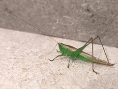 Conocephalus cinereus