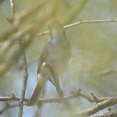 Euscarthmus meloryphus