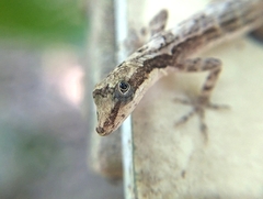 Anolis rodriguezii
