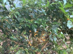 Duranta erecta