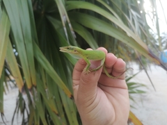 Anolis allisoni