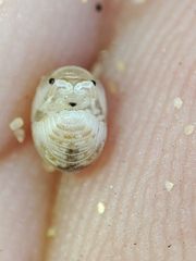Armadillidium album