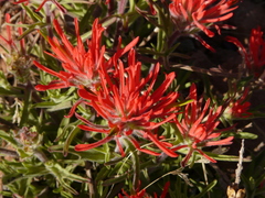 Castilleja scabrida scabrida