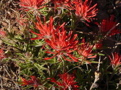 Castilleja scabrida scabrida