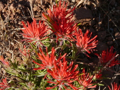 Castilleja scabrida scabrida