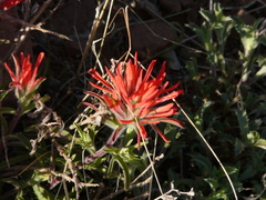 Castilleja scabrida scabrida
