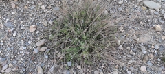 Lavandula multifida