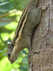 Tamiops mcclellandii