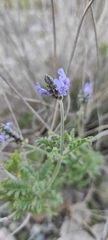 Lavandula multifida