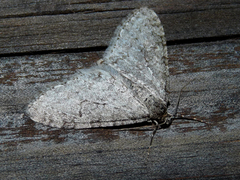 Trichopteryx carpinata