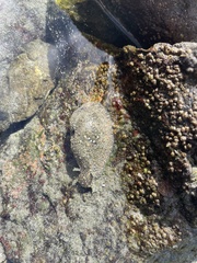 Dolabrifera nicaraguana