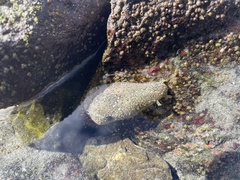 Dolabrifera nicaraguana