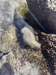 Dolabrifera nicaraguana