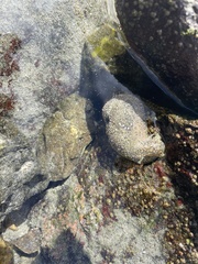 Dolabrifera nicaraguana