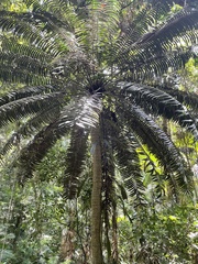 Lepidozamia hopei
