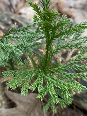 Dendrolycopodium