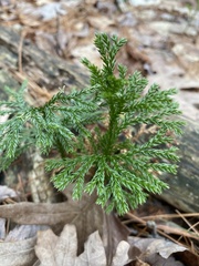 Dendrolycopodium