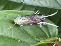 Pterodictya reticularis