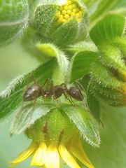 Camponotus cingulatus