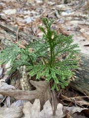 Dendrolycopodium