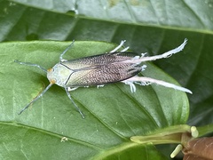 Pterodictya reticularis