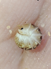 Armadillidium album