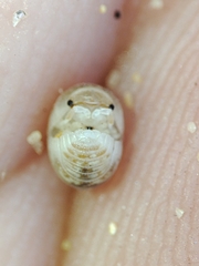 Armadillidium album