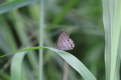 Hermeuptychia hermes