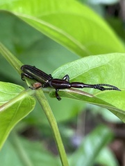 Brentidae